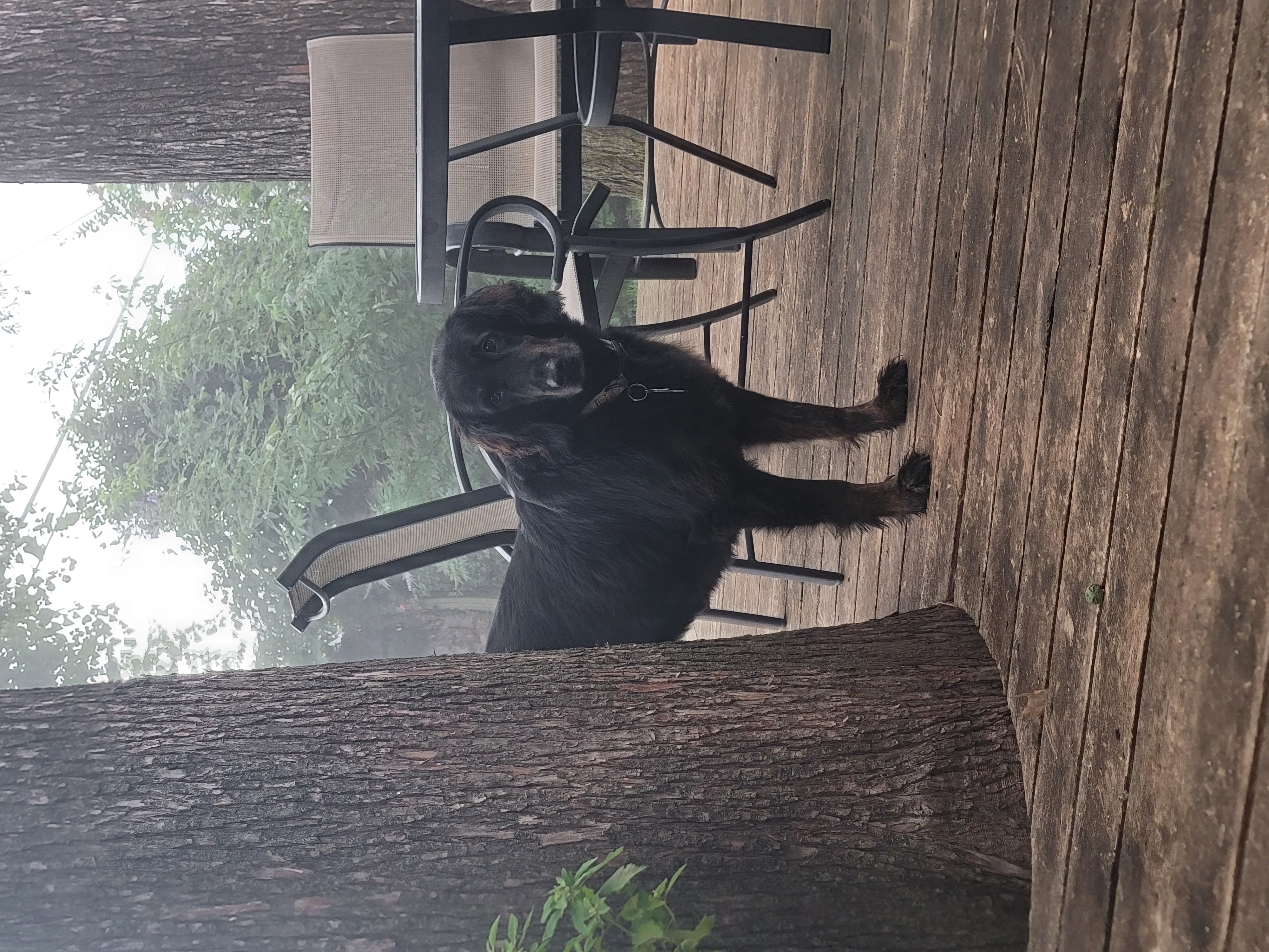 a picture of my dog on a foggy morning